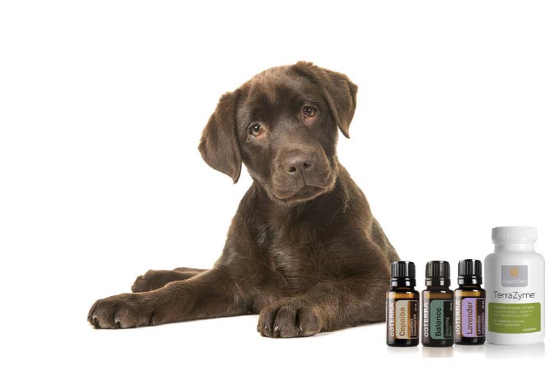 doTERRA illóolajok kutyáknak