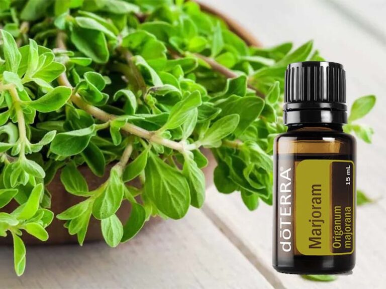 A majoránna illóolaj a konyhában és azon túl