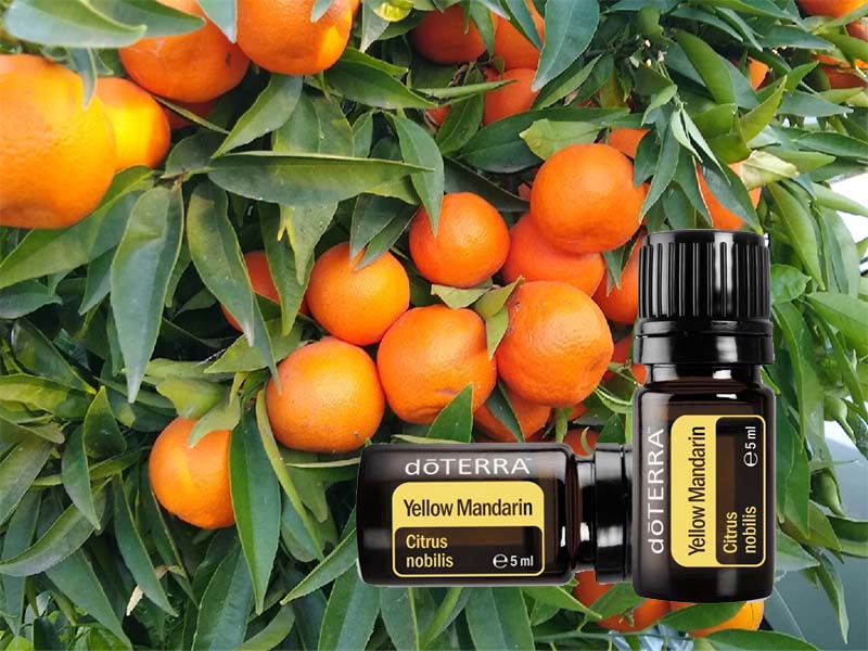 doTERRA Sárga Mandarin illóolaj, sokoldalú segítség