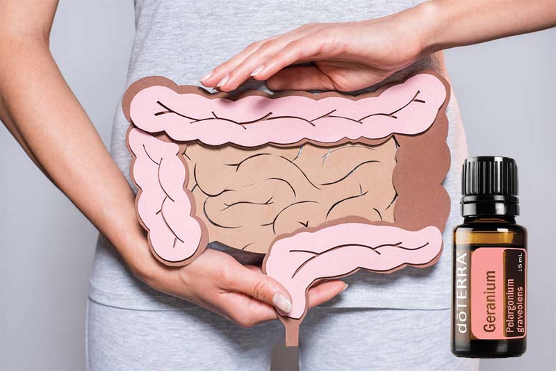 Geraniol – a muskátli illóolaj titkos szövetségese a vastagbél egészségéért