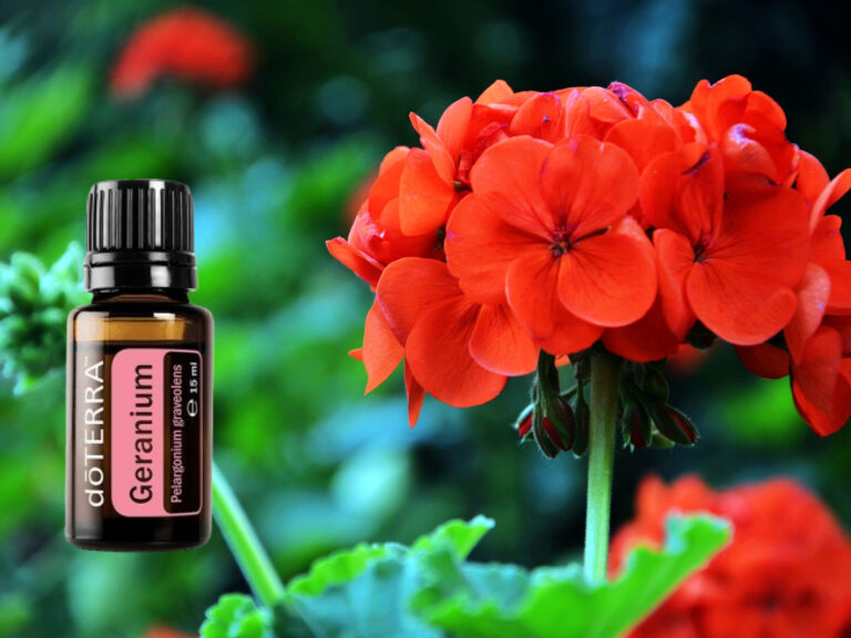 A geranium, vagy magyarul muskátli illóolaj a lelki egyensúly, a bőrápolás és a jó közérzet természetes támogatója lehet a mindennapokban.