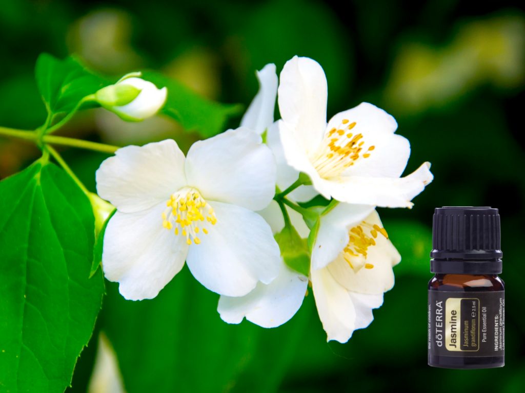 A doTERRA Jázmin illóolaj egy különleges aromás élmény. A virágos jegyek és az aromaterápiában betöltött szerepe miatt a legértékesebb olaj.