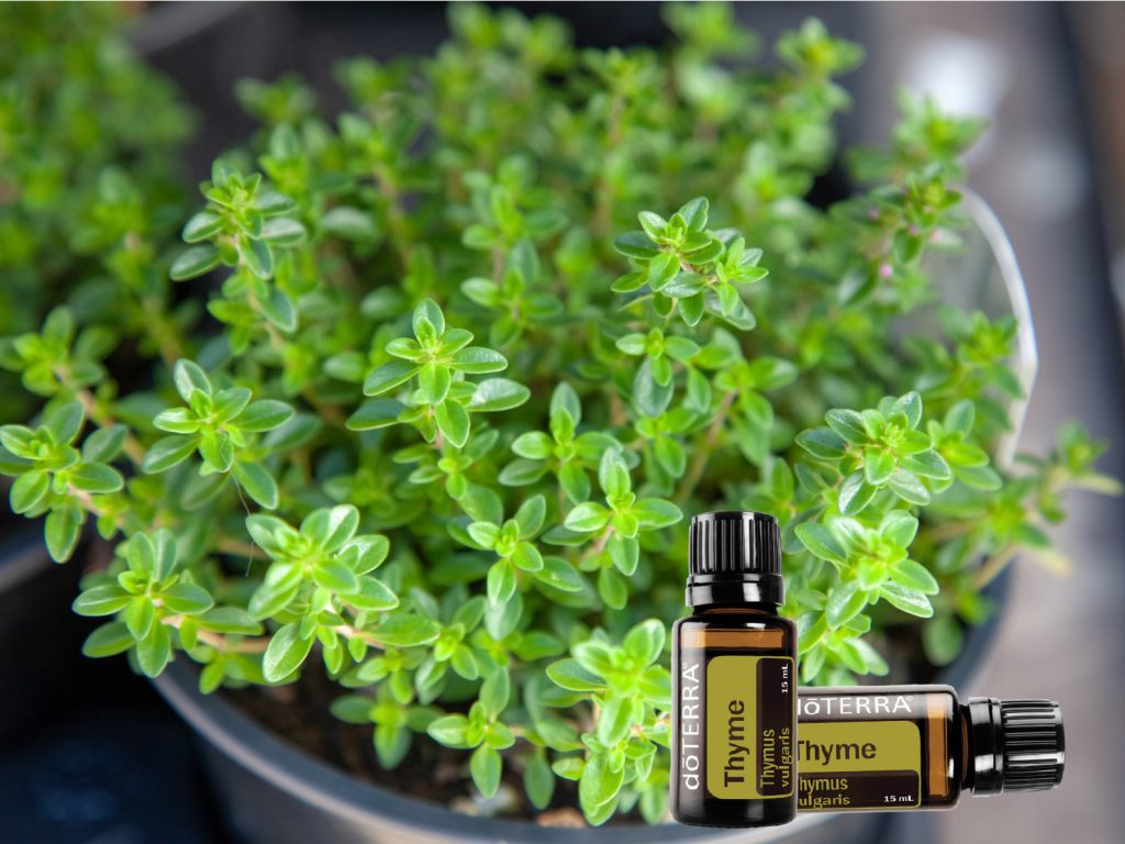 A doTERRA Kakukkfű esszenciális olaj kiváló választás azok számára, akik egy intenzív, sokoldalú gyógynövényes olajat keresnek.