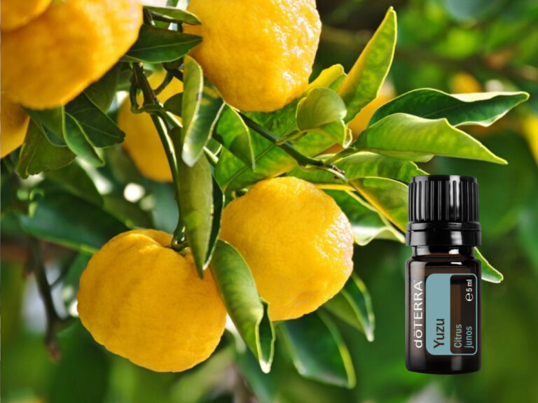 doTERRA Yuzu – egy különleges kelet-ázsiai citrus illata, amely frissességet és egy kis egzotikus hangulatot hoz a mindennapokba.